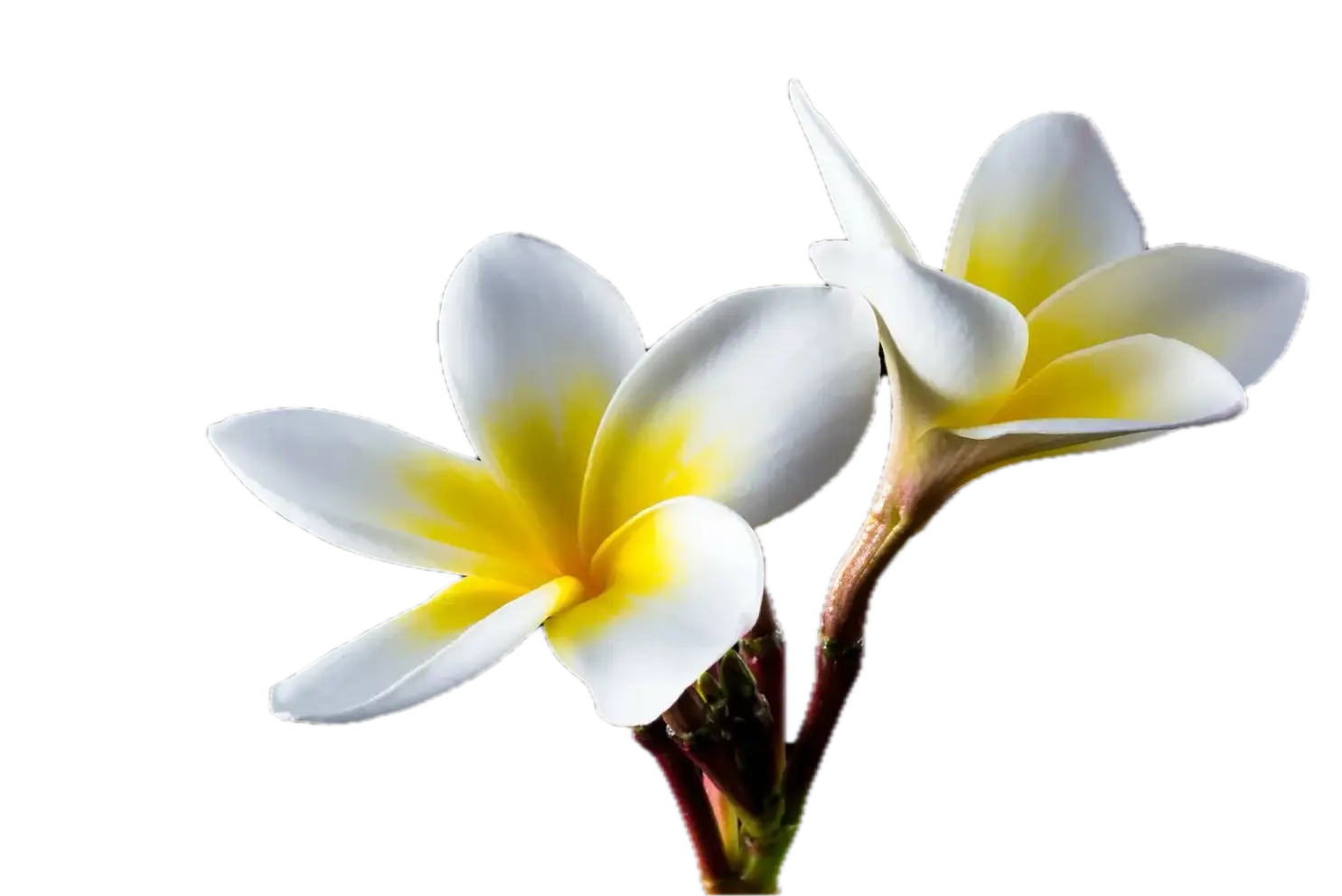 Fragipani Blüte